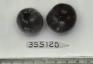 Click for 1 image(s) for this accession. FRUIT